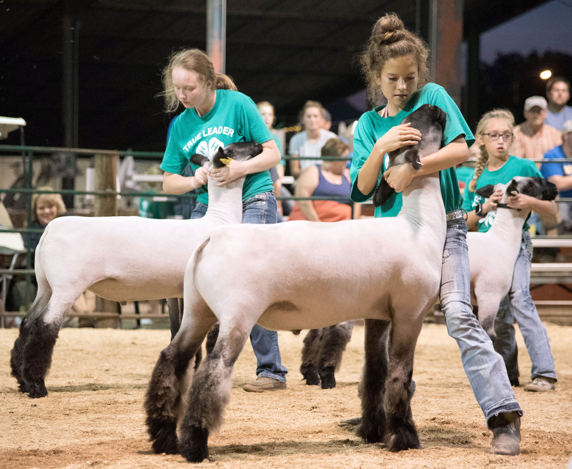 three female 4-H youth showing wool sheep
