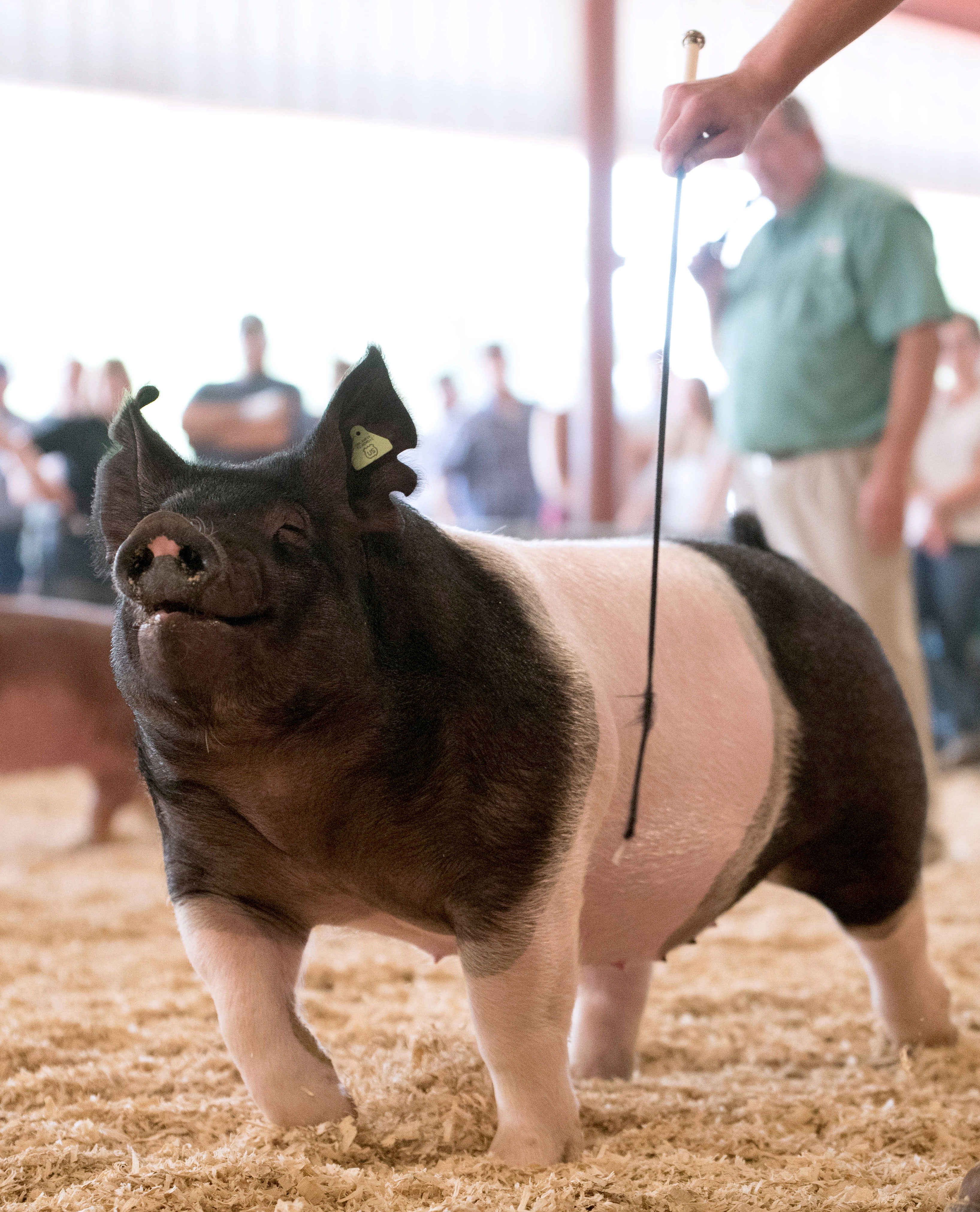 black and white pig being shown at a 4-H competition