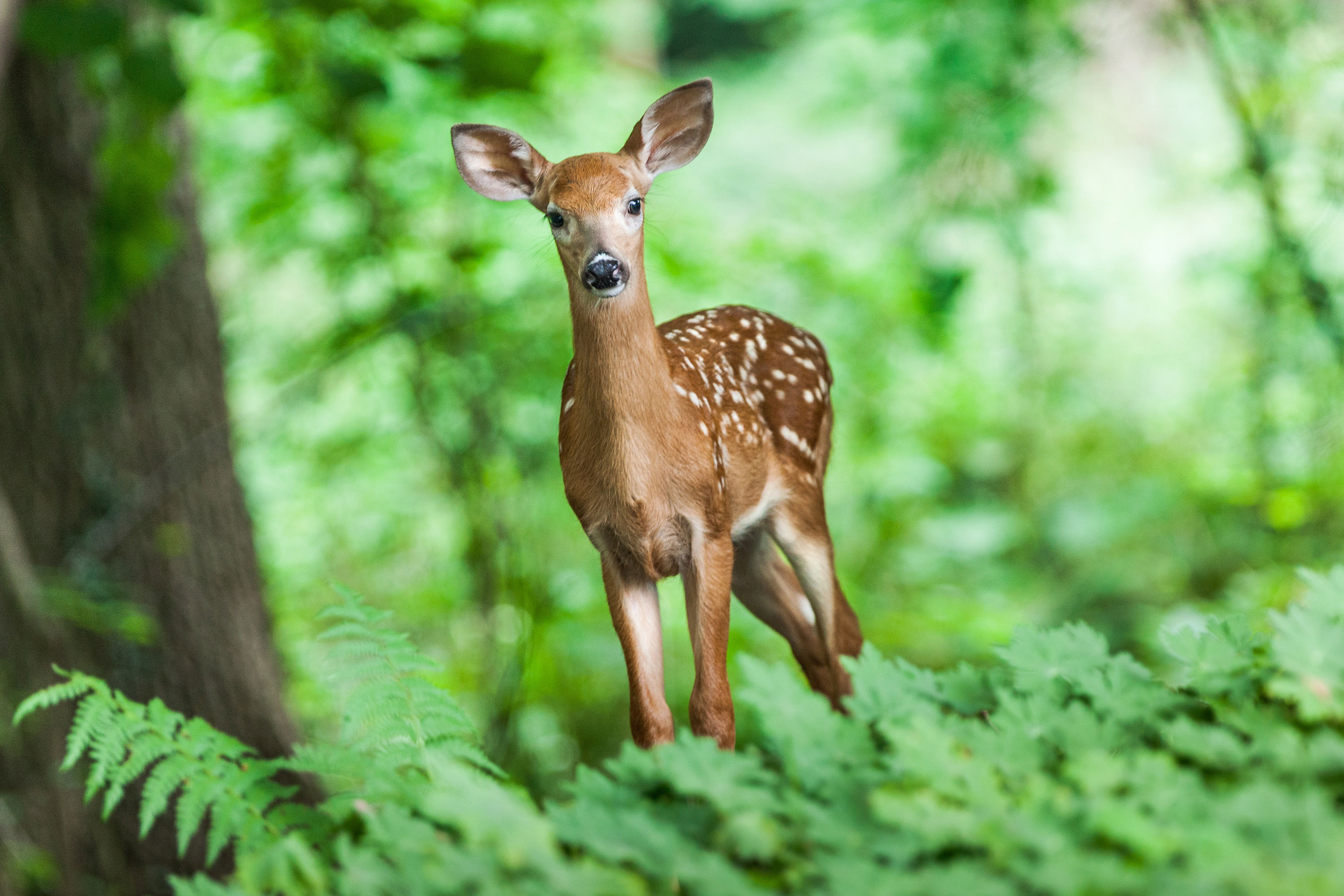 young, white-spotted deer standing in the woods