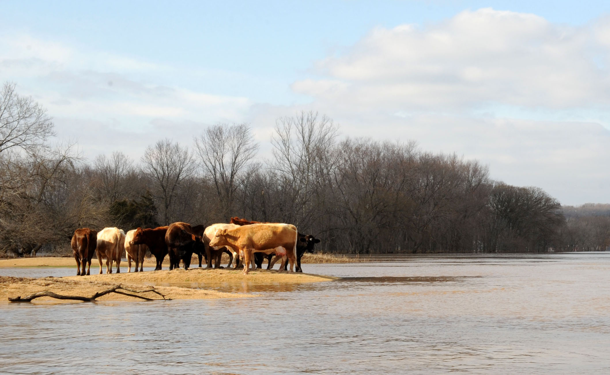 small group of cattle on a small piece of dry land surrounded by flood waters. FEMA News Photo