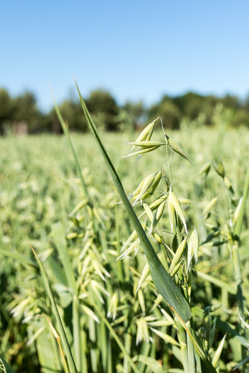 an oat field with healthy, green oat plants growing throughout