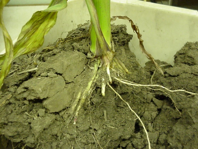 bottom part of a corn plant in soil with half of the roots exposed to show the seed trench (side-wall) compaction.