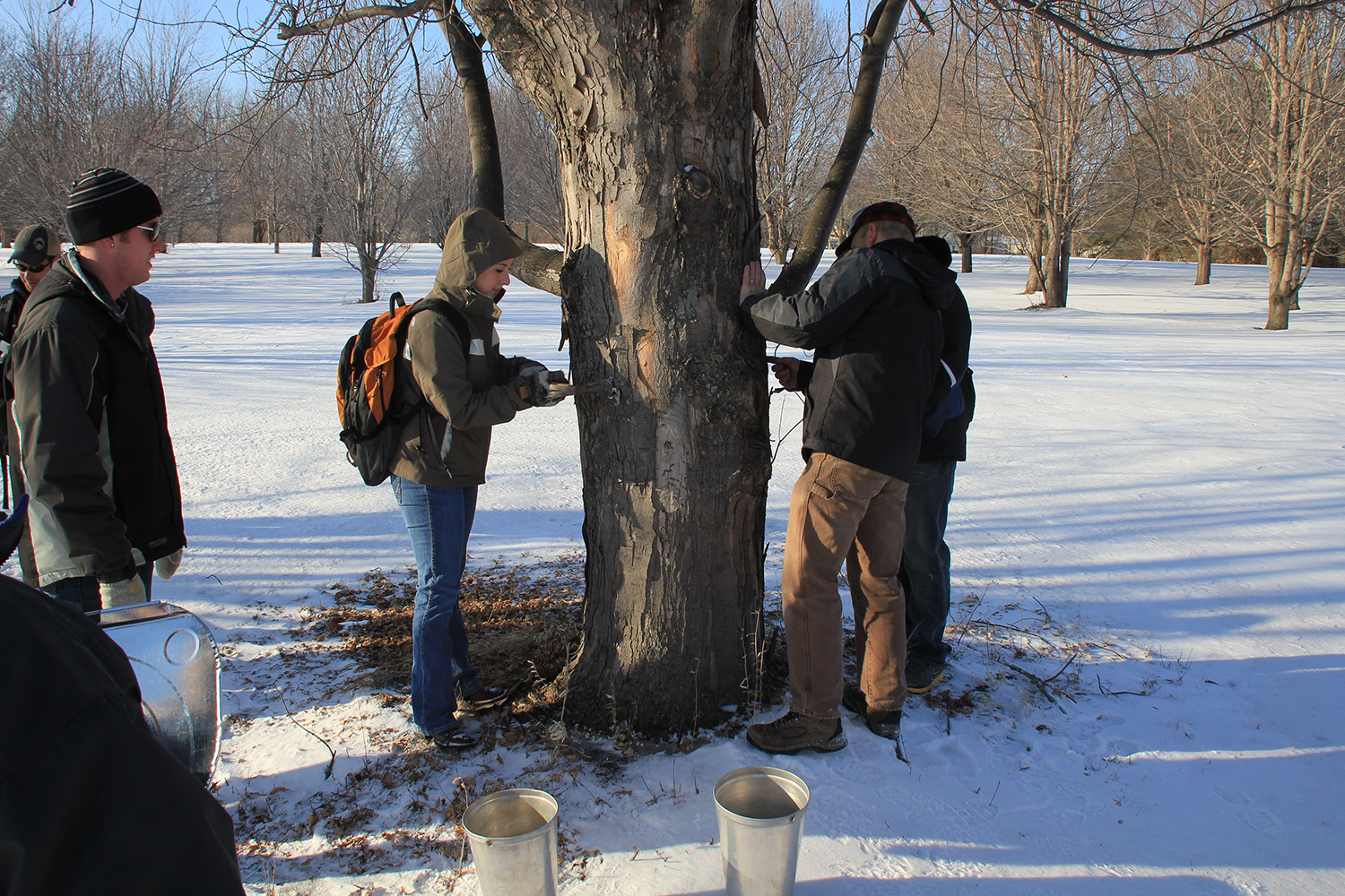 small group of people tapping a silver maple tree