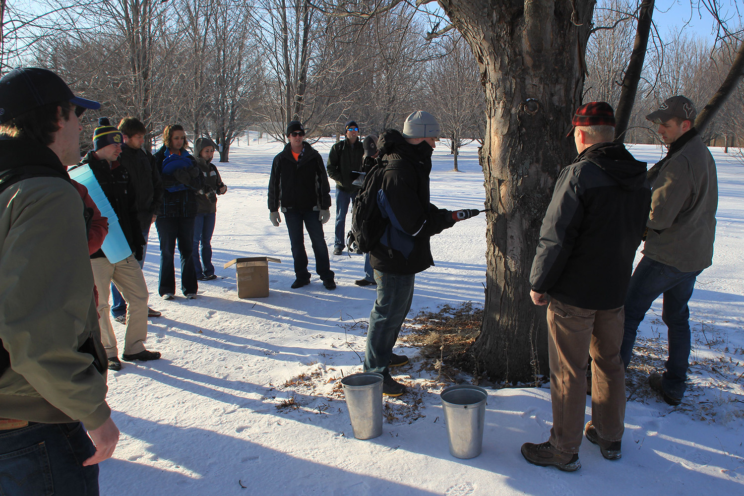 group of people gathered around a tapped silver maple tree