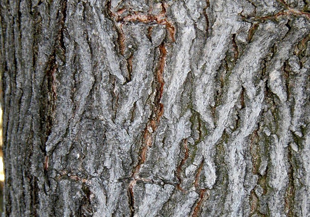 amur maple tree trunk with brown to grey bark