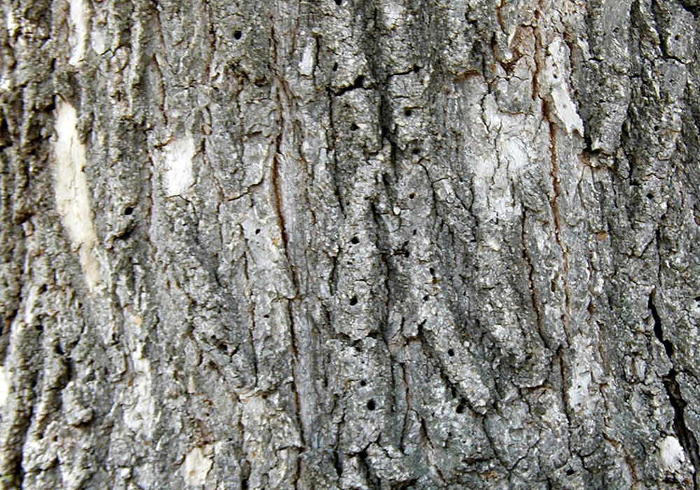 boxelder tree trunk with light grey bark