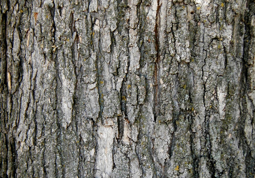 sugar maple tree trunk with brown to light gray bark