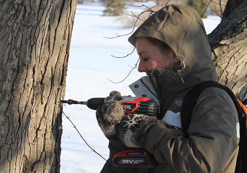 young woman using a battery operated hand drill to drill into the trunk of a silver maple tree
