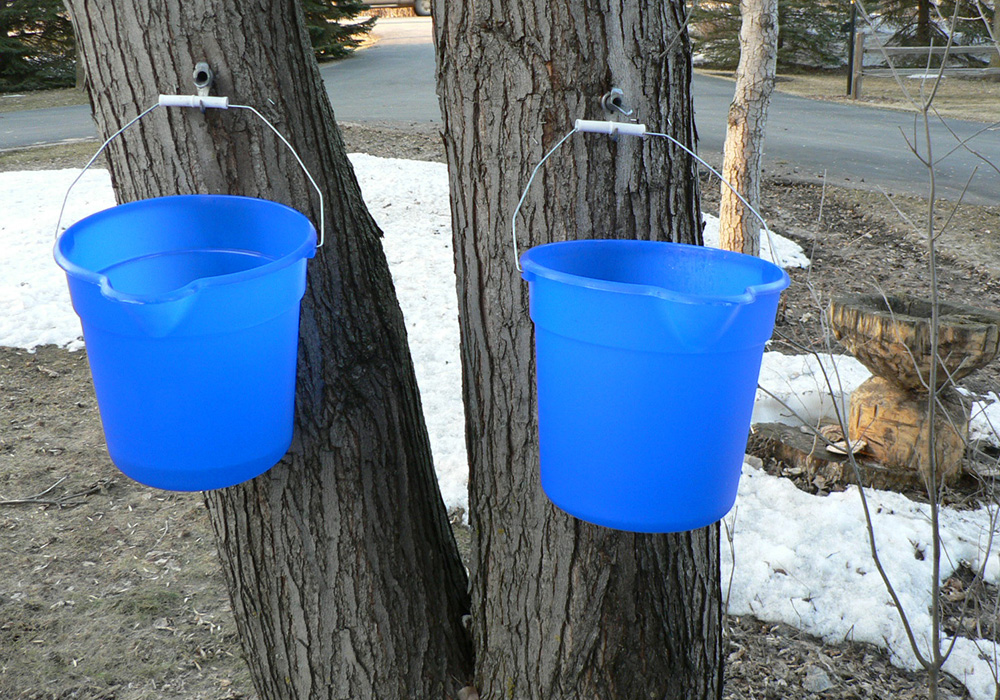 two blue buckets hanging from taps on silver colored tree trunks