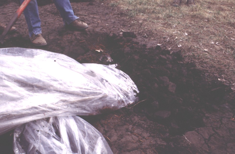 tree wrapped inp lastic near planting hole