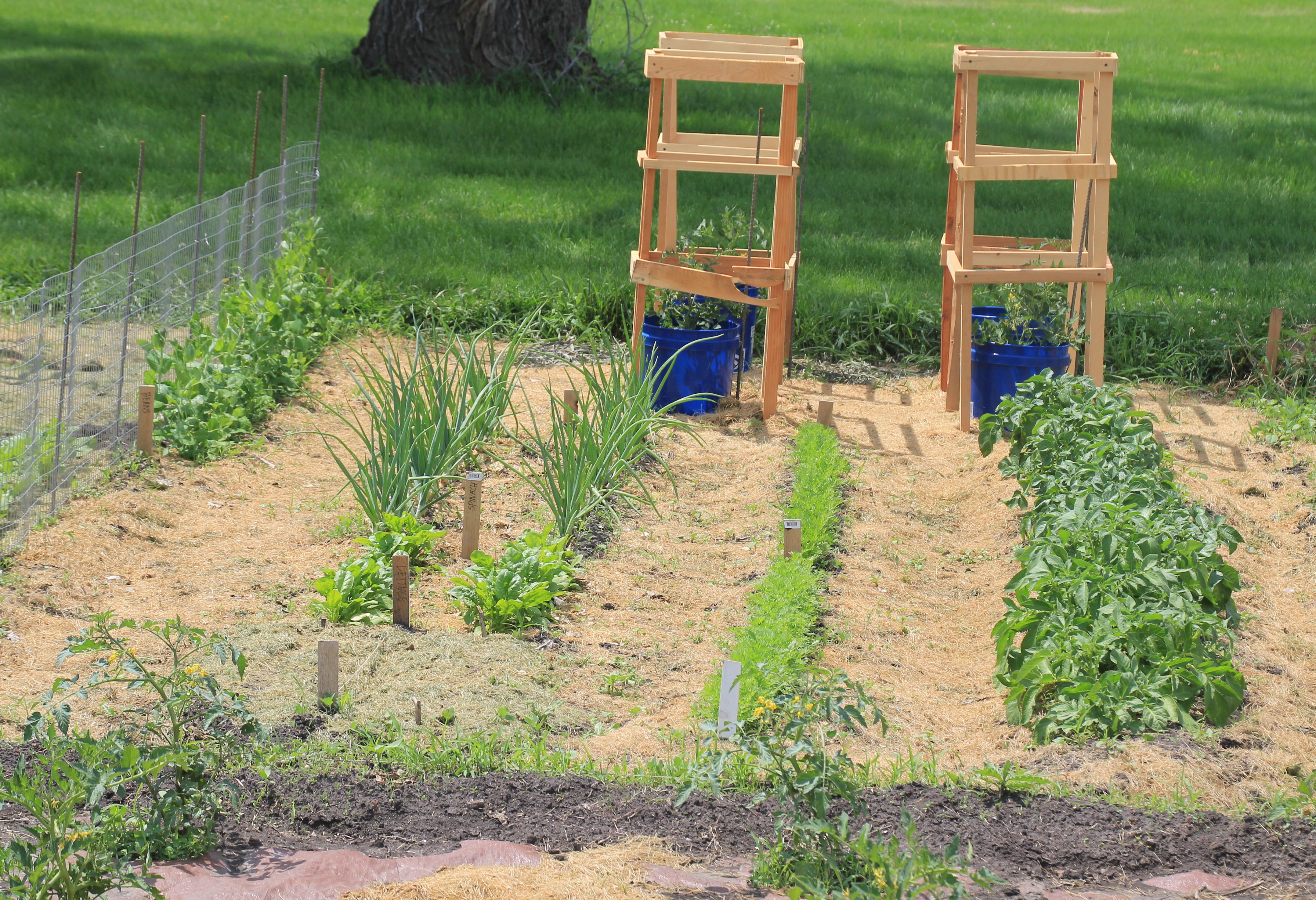 small garden plot with small rows and two wooden tomato cages