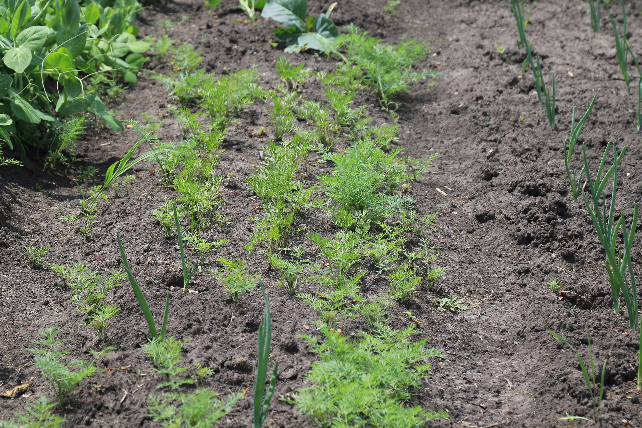 carrot and onion greens growing in a small garden row