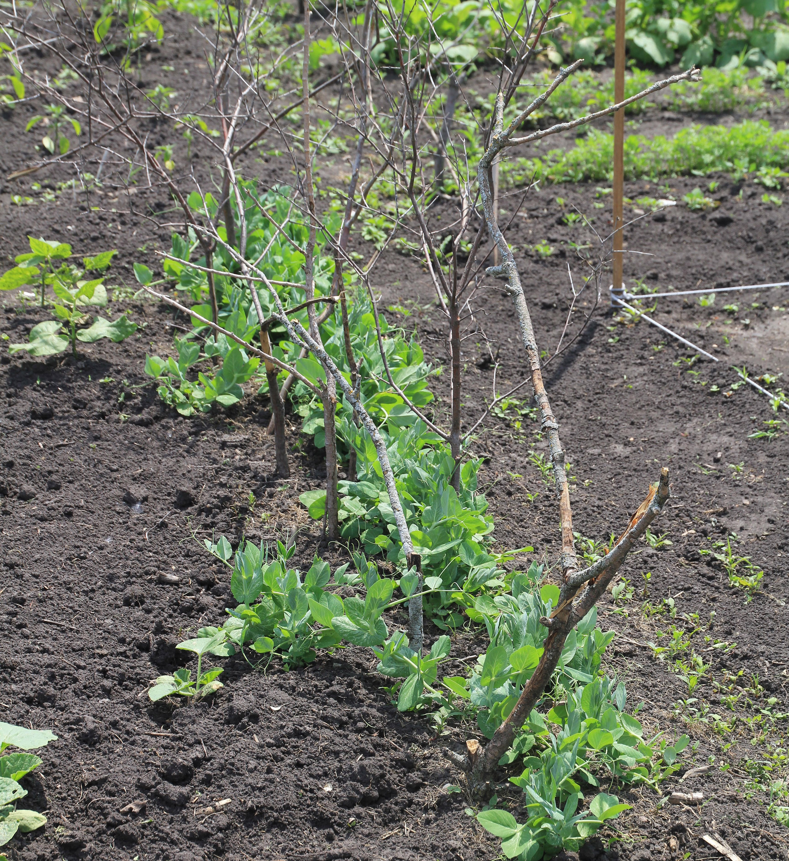 pea plants growing up several dead tree branches staked in garden soil