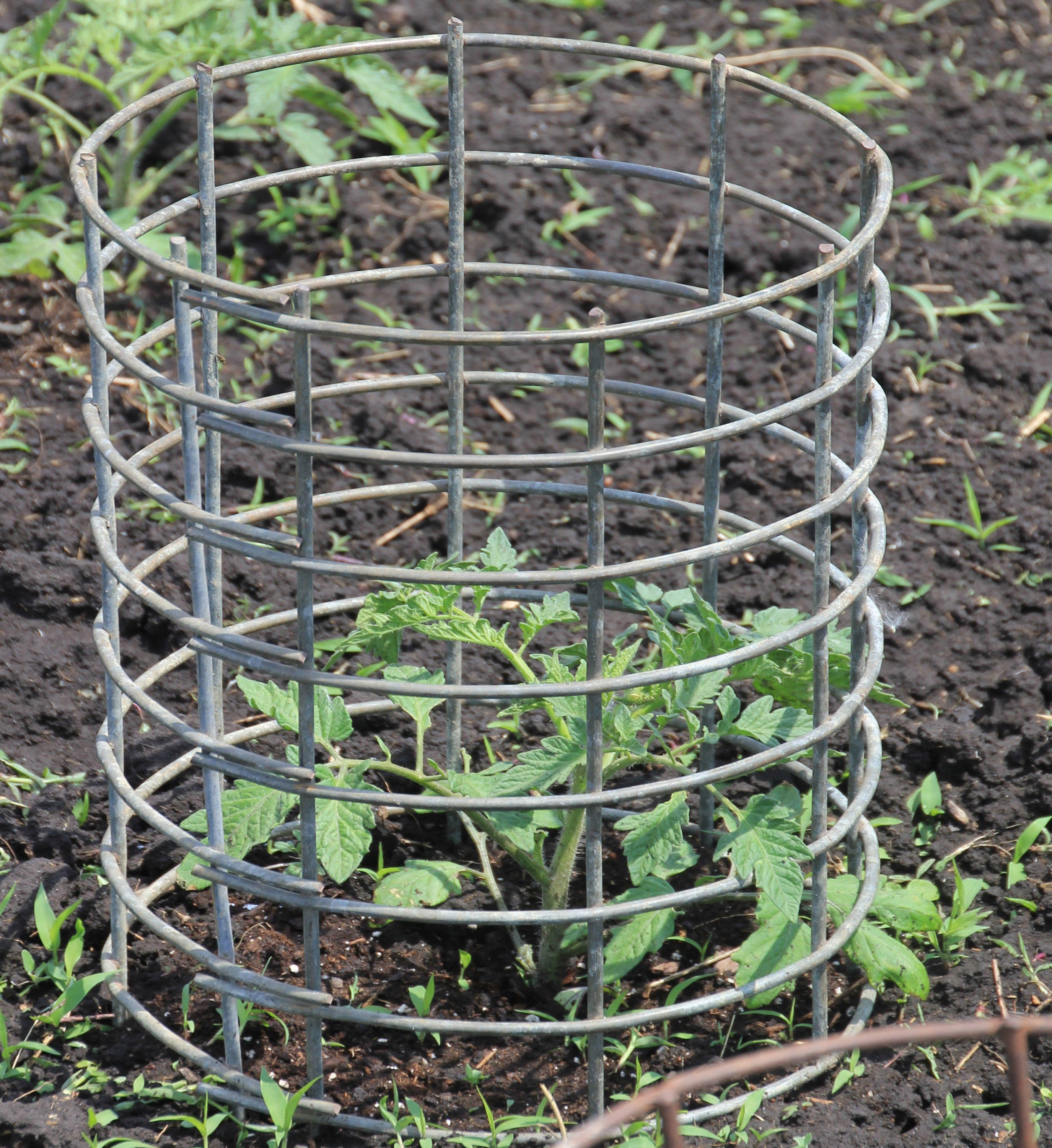 tomato plant growing from inside a round metal cage