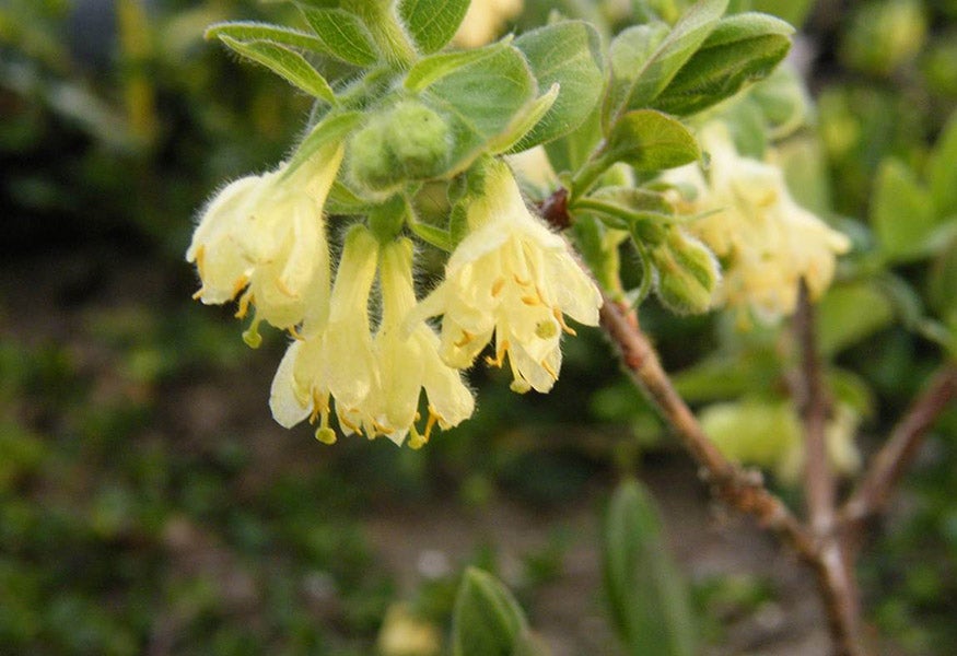 a shrub branch with delicate, white to yellow flowers hanging from the end