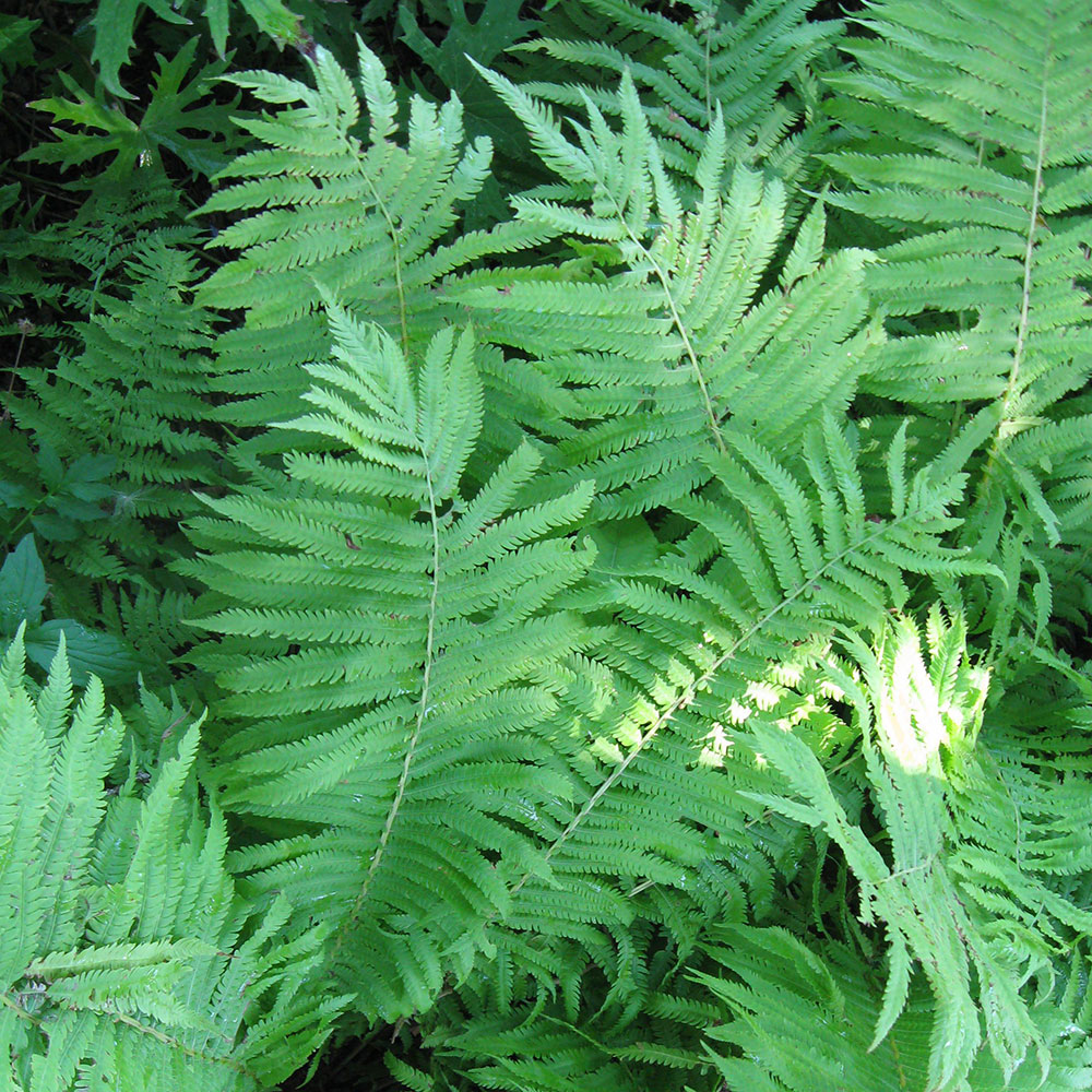 Image of Ferns in shady areas