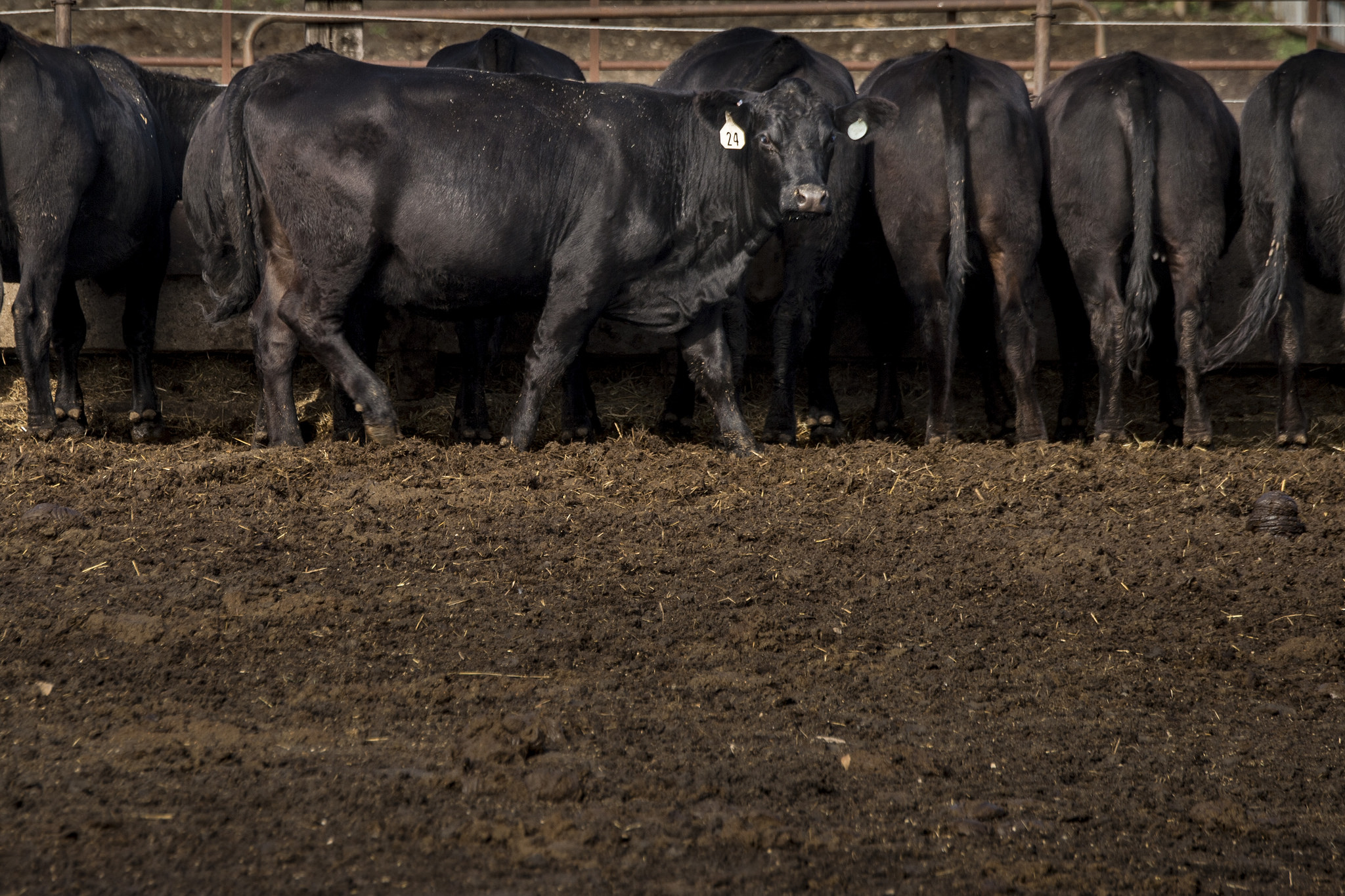 group of cattle at feedbunk