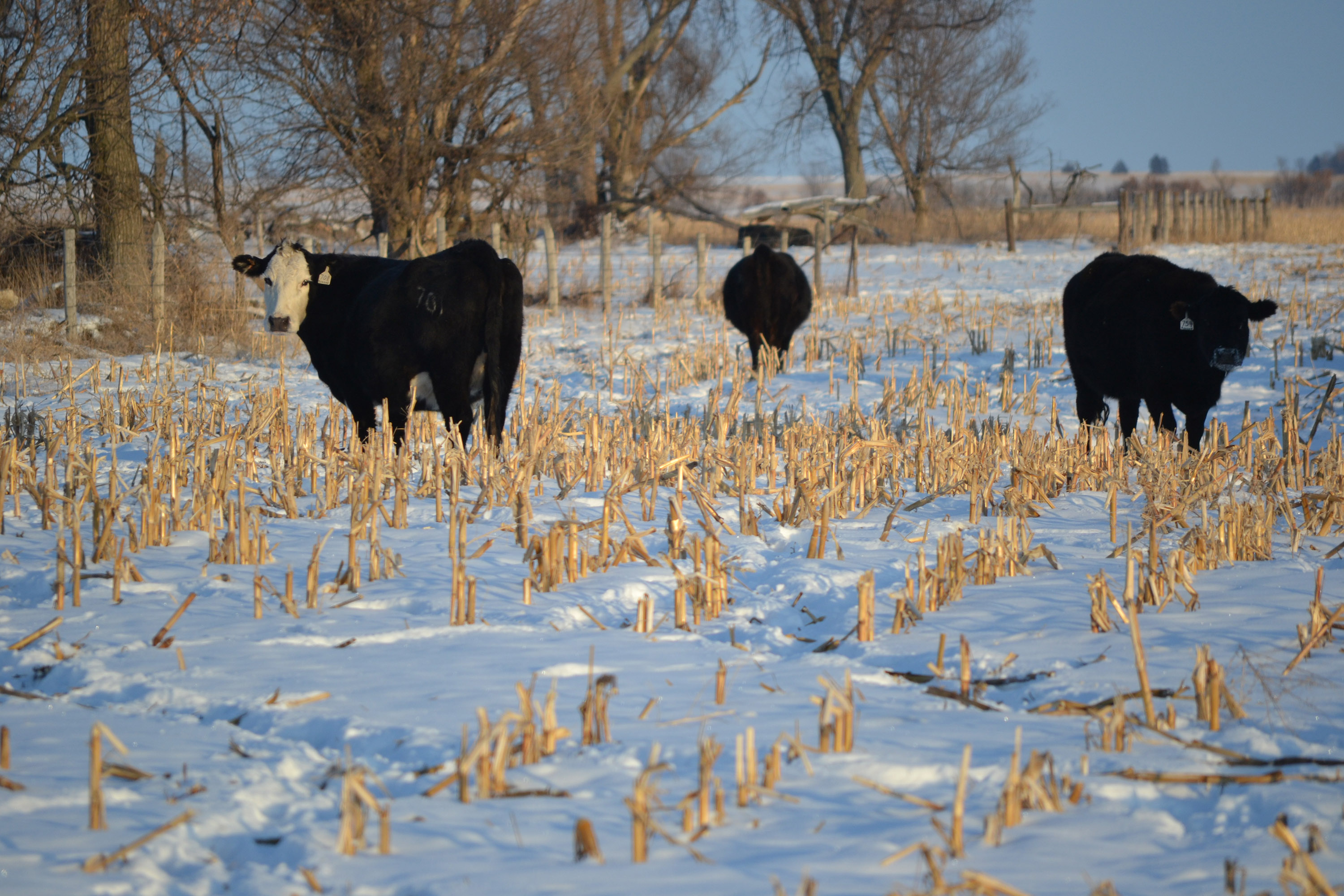 three black cattle grazing cornstalks