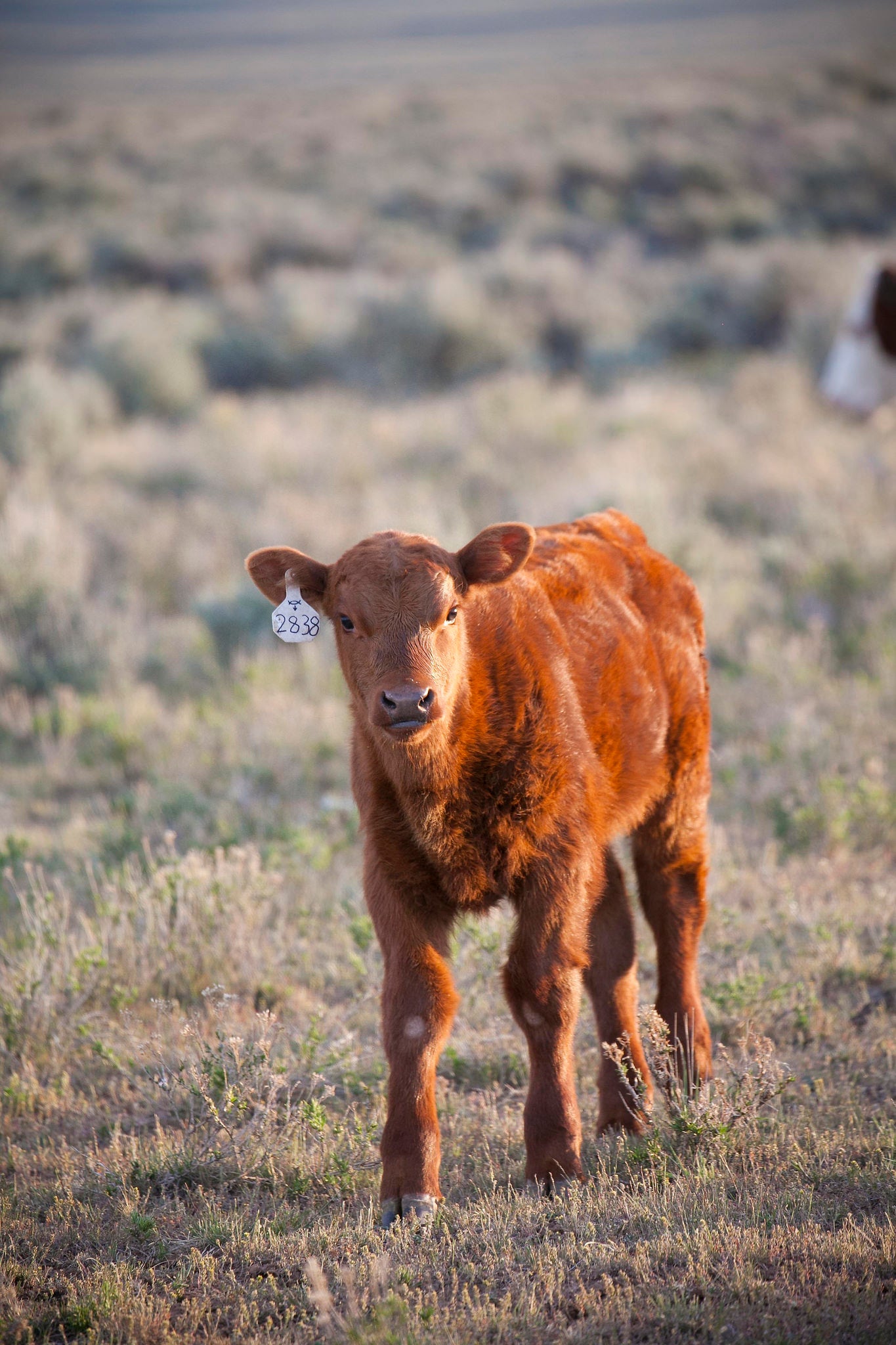 a young, red-colored calf at pasture
