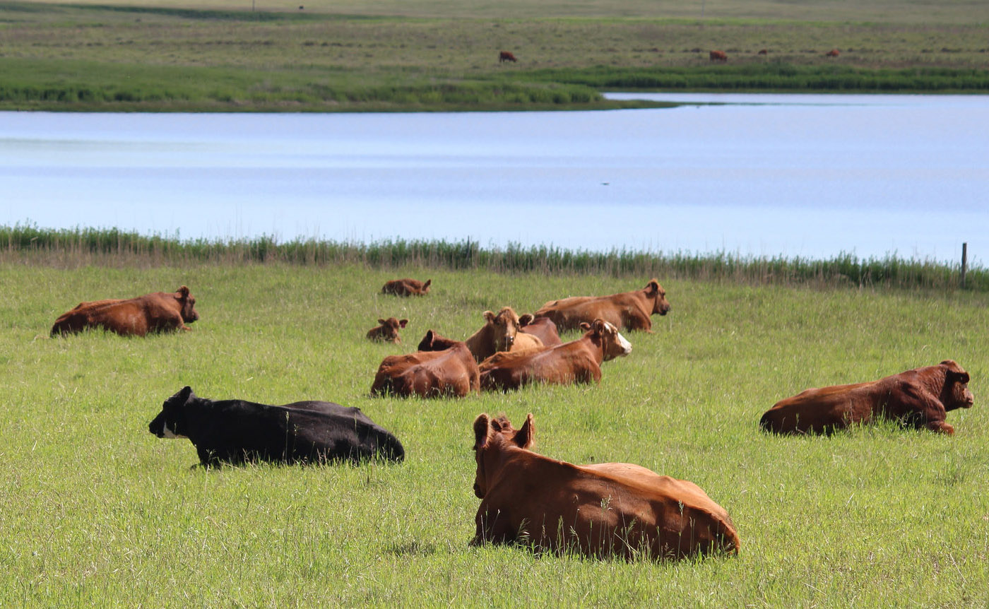 group of cattle resting in spring pasture. Courtesy: Krista Lundgren/USFWS