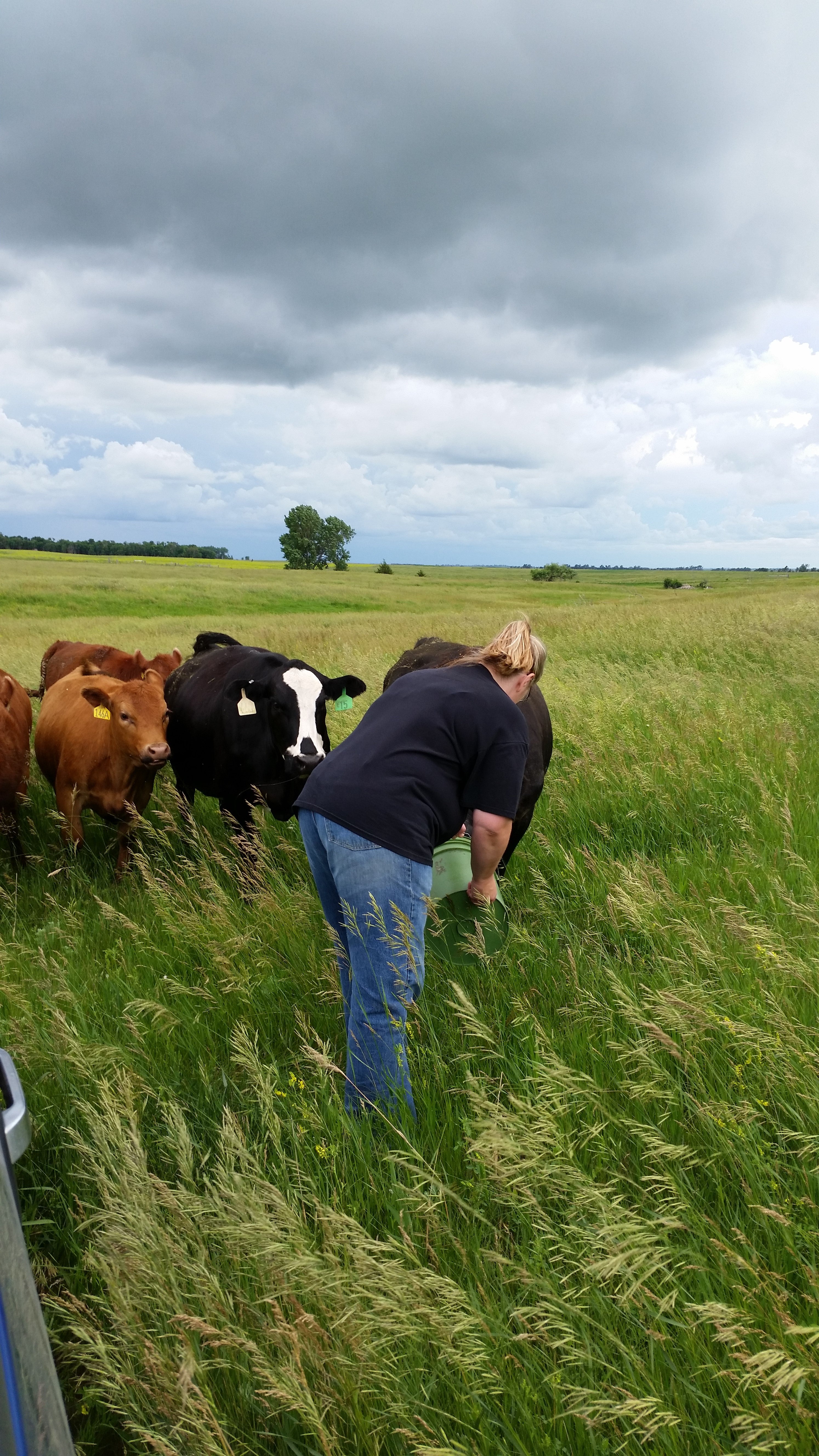 woman with feed bucket feedint pair of heifers