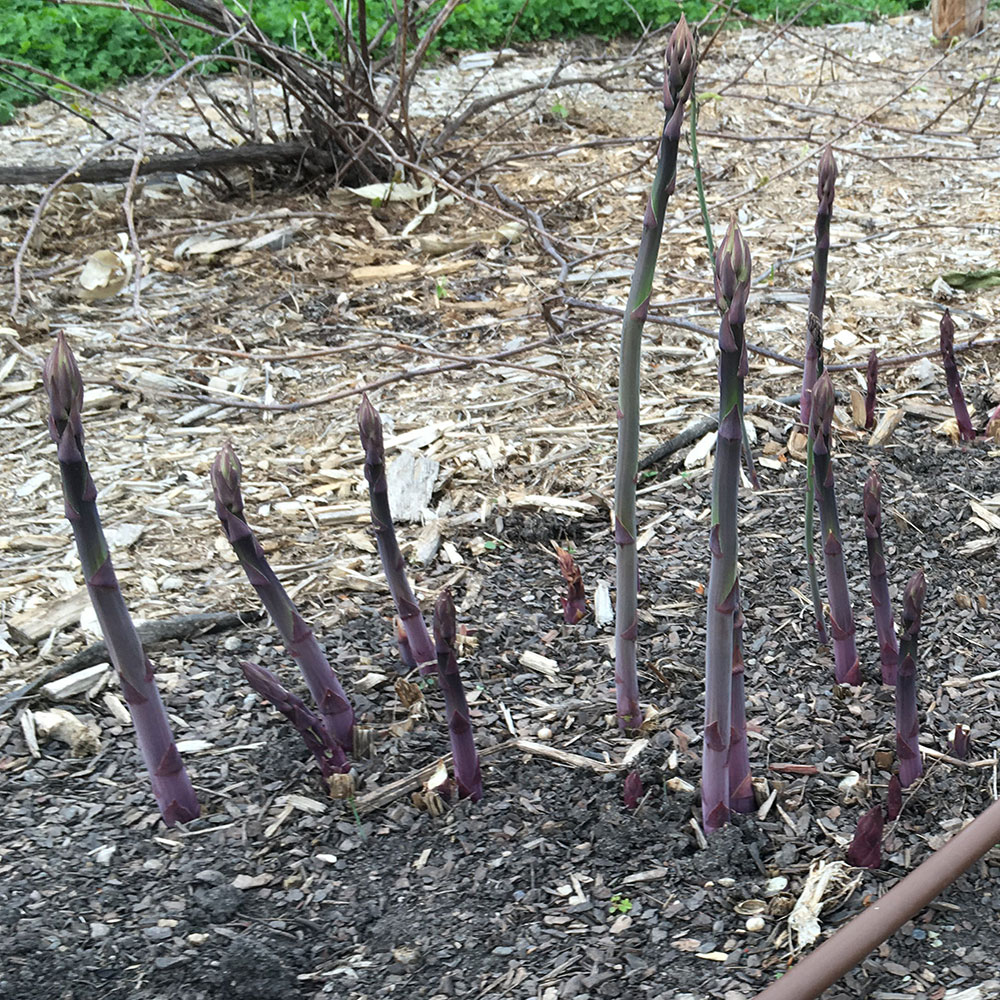 several deep purple to green asparagus spears emerging from garden soil