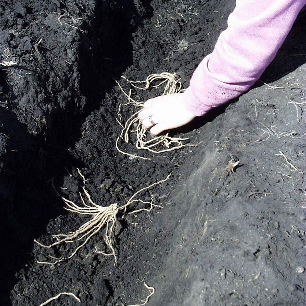 hand placing asparagus crowsn with roots into a garden trench