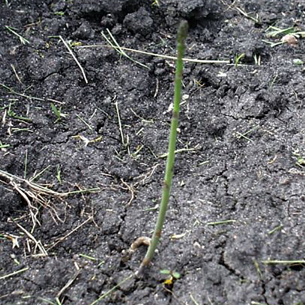 a short, green asparagus spear emerging from garden soil