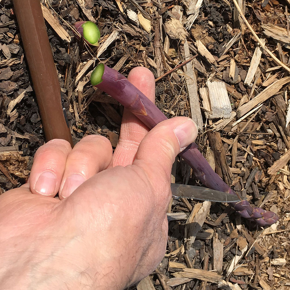 hand holding a cleanly cut asparagus stem near the soil.
