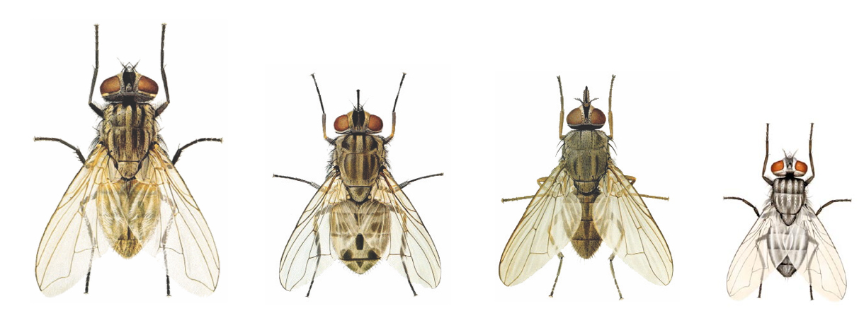 illustration: four flies side-by-side in decreasing size