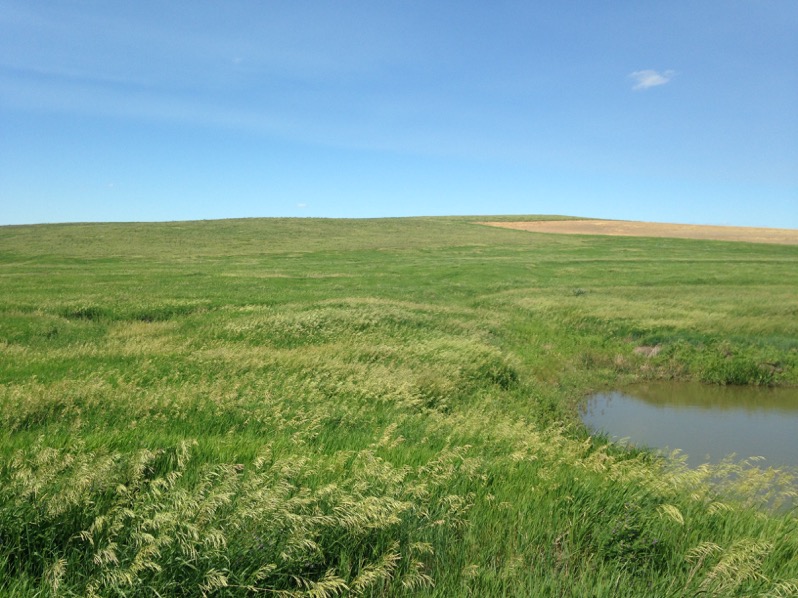 open rangeland with smooth bromegrass growing throughout