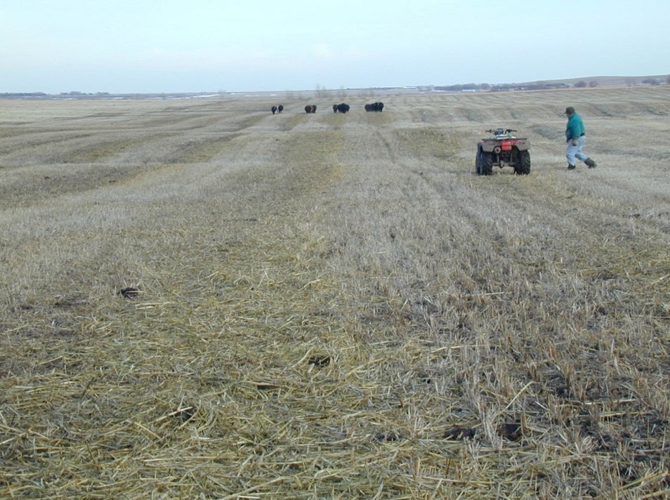 pasture that has been swatch grazed. cattle in the distance.