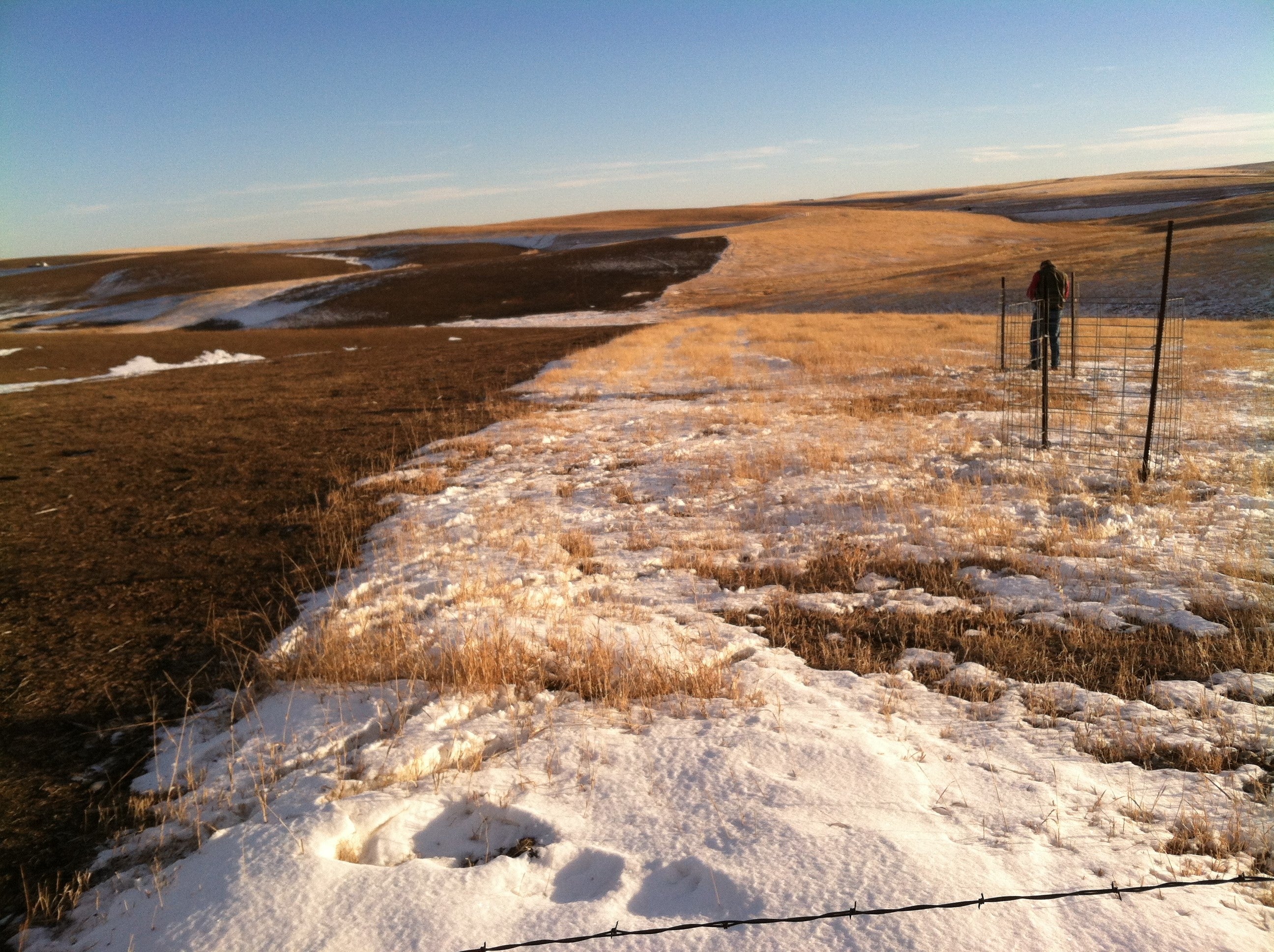 grassland with patches of snow. there is a wire snow catchk fence on the right.