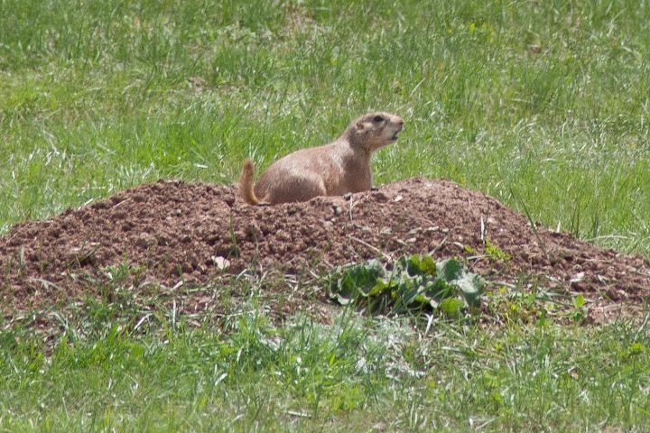 a black tailed prairie dog resting on a mount