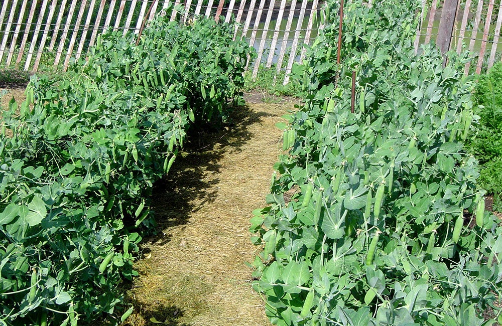 rows of garden peas with mulch in between and a small, wooden windbreak in the background