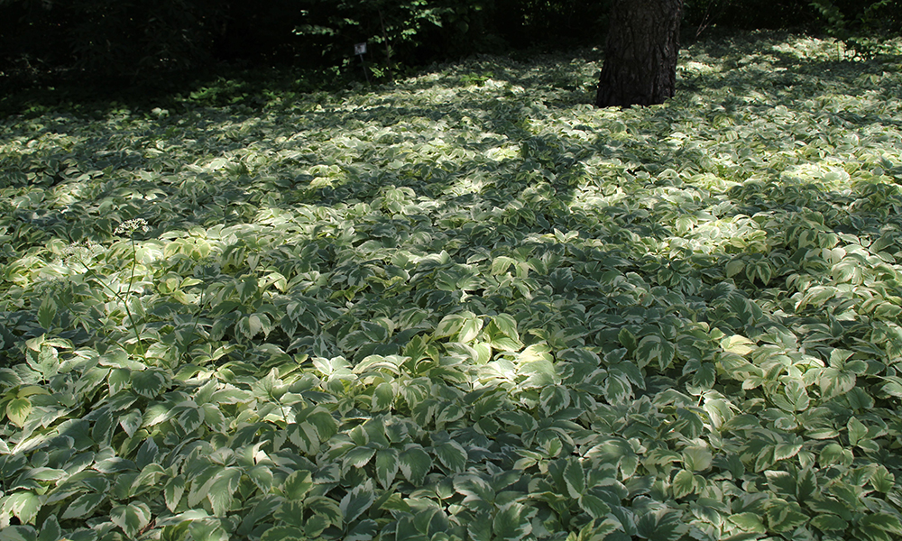sprawling leafy ground cover in a shady garden