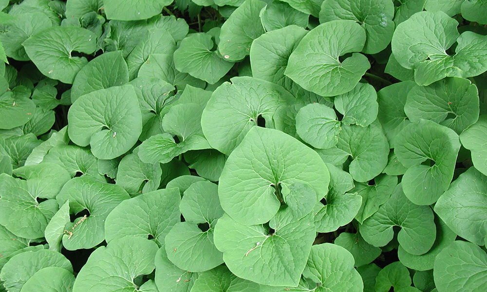 bright, green leafy ground cover plant