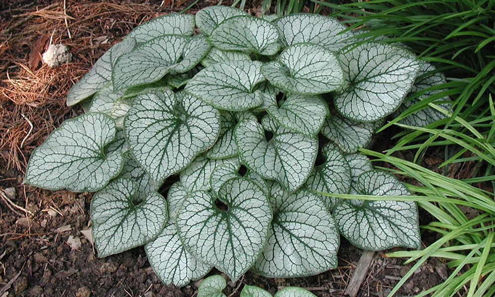 leafy ground cover plant with white to green leaves