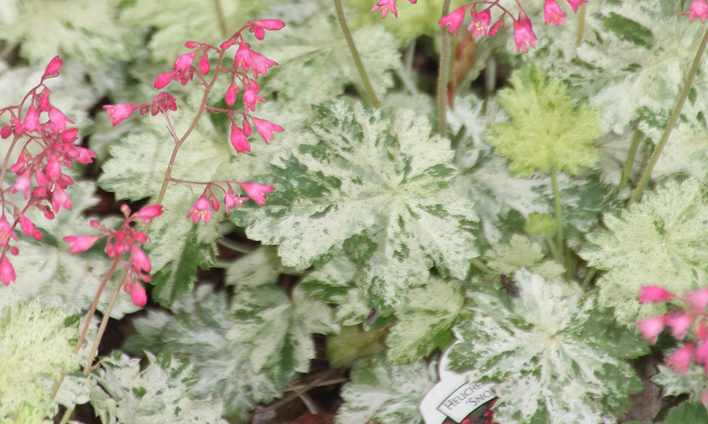 ground cover plant with white to green leaves and delicate pink flowers