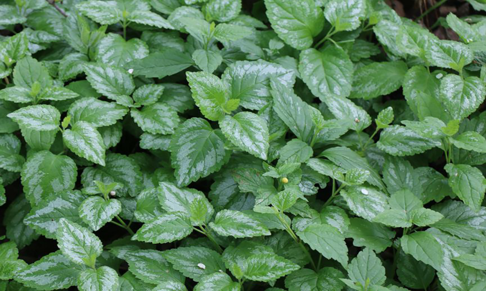 dense, green leafy ground cover with frosty green leaves