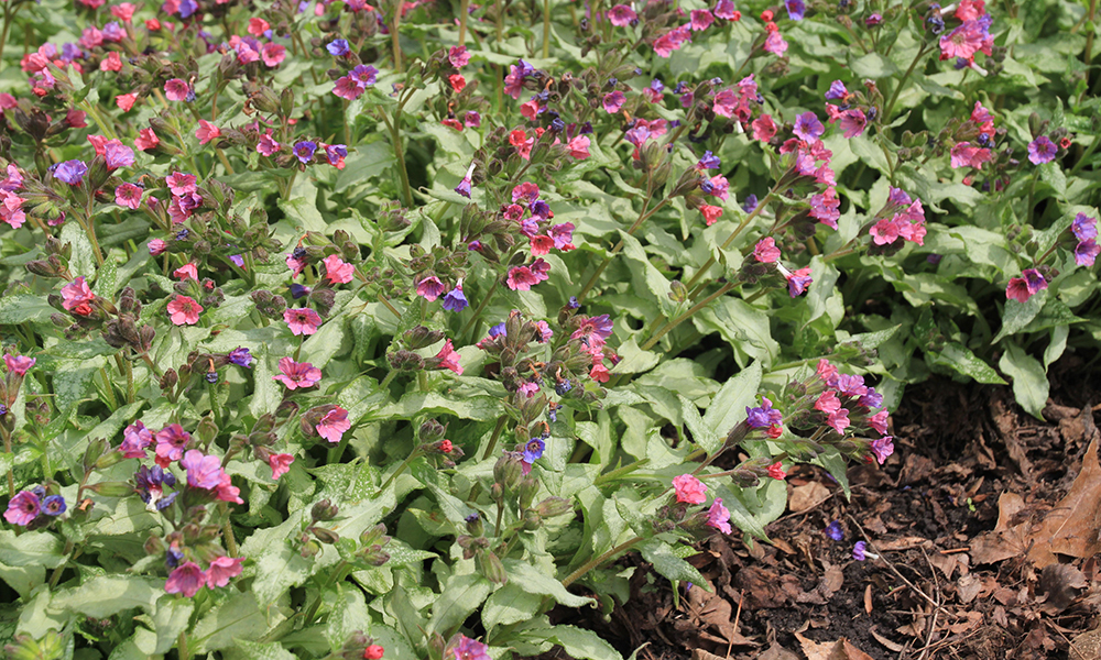 a hearty, ground cover plant with several pink flowers throughout