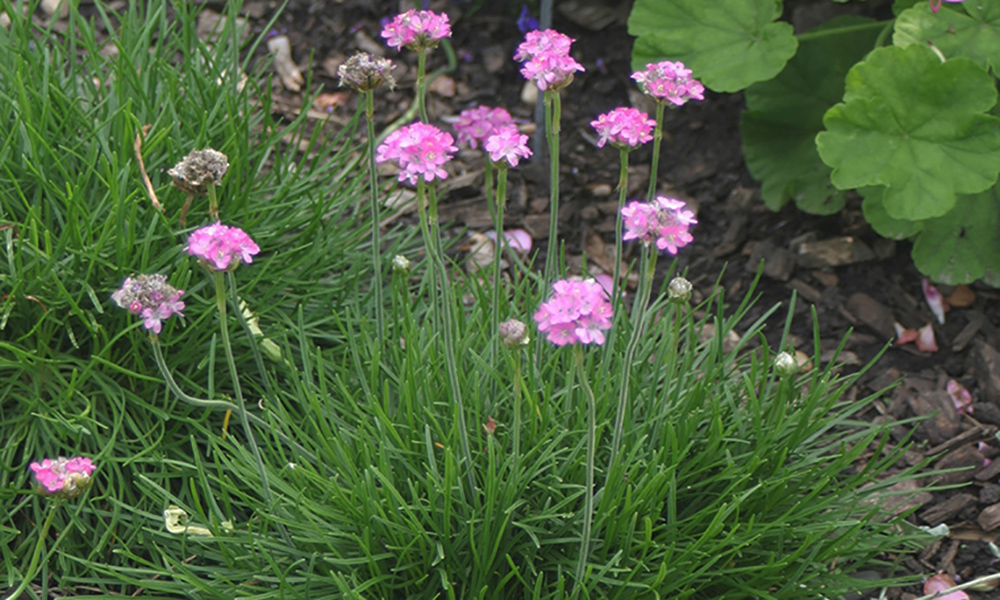 A grassy plant with rising pink flowers.