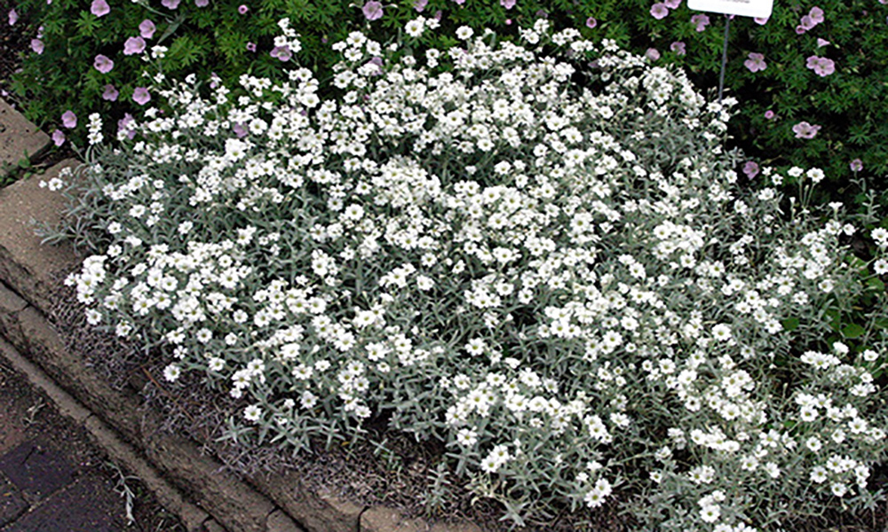 A sprawling, grassy ground cover with white flowers throughout.