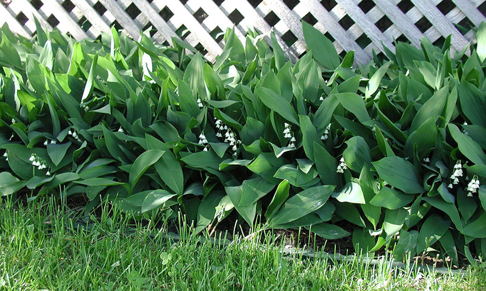 Plant with tall green leaves and small rising canes with delicate white, bell-shaped flowers.