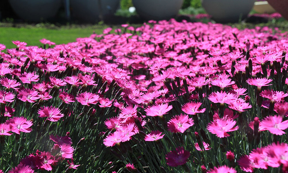 A hearty, sprawling plant with bright, bold pink flowers throughout.