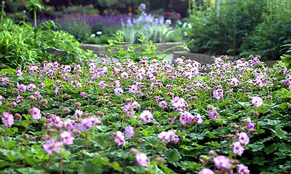 Sprawling, green plant with delicate white to pink flowers.