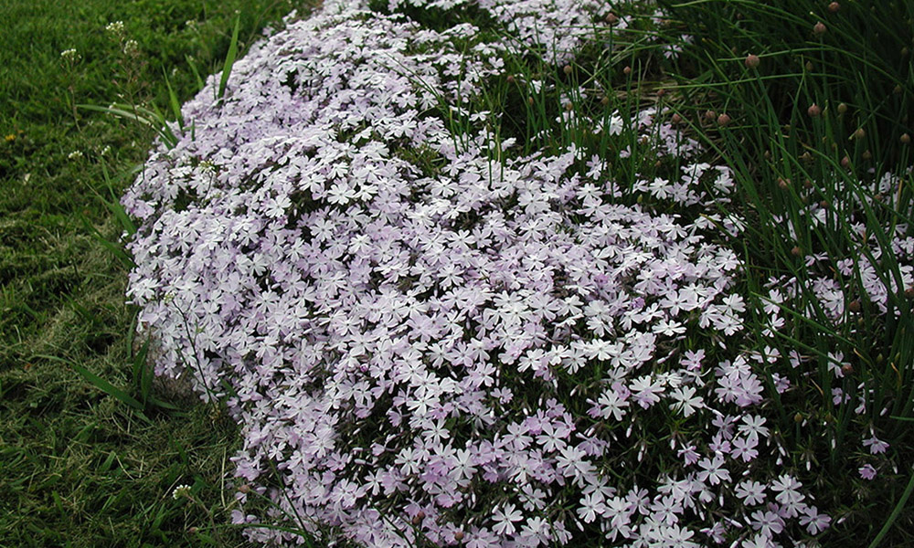 A dense spralwing plant with delicate white flowers throughout.