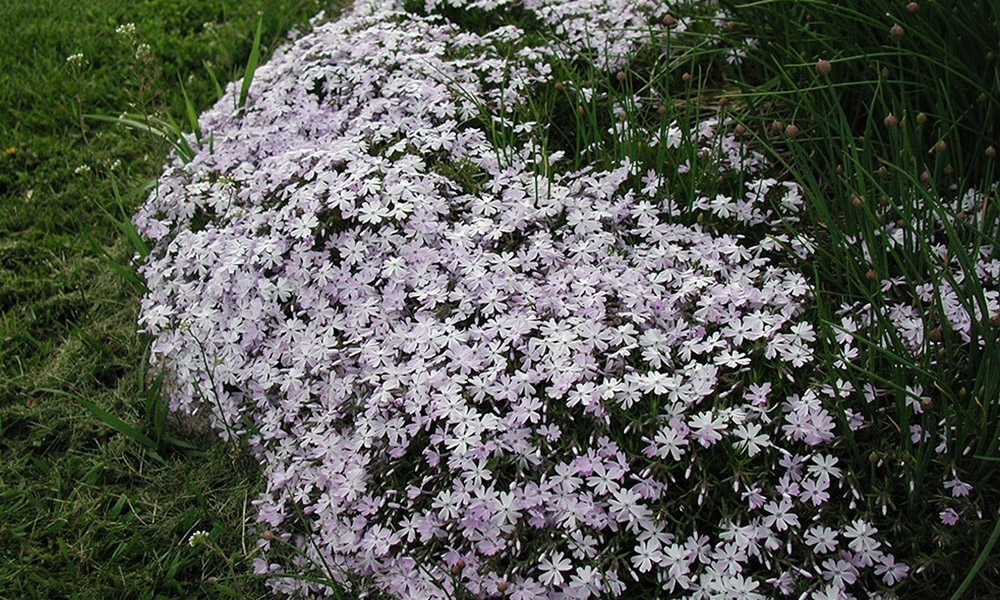 13 Ground Covers With White Flowers