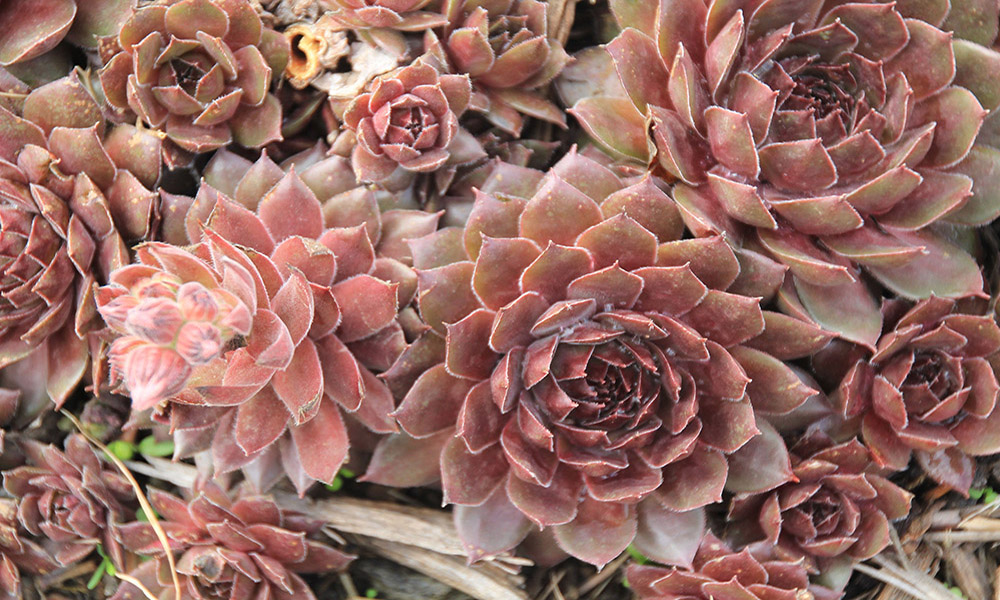 13 Ground Covers With White Flowers