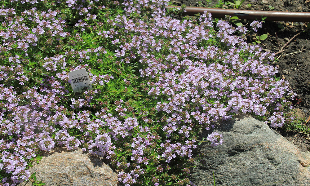 sprawling green plant with delicate pink to white flowers.